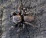 skákavka černá (Pavouci), Evarcha arcuata, Salticidae (Arachnida)